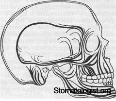 Основные звенья зубочелюстно-лицевой системы и их функция