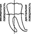 Анатомическое строение зубов