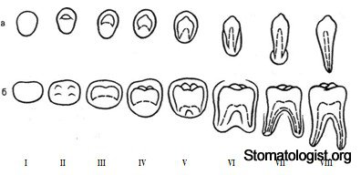 Формирование зубочелюстной системы в постнатальном периоде.  