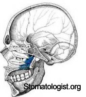 Развитие и рост мозгового и лицевого отделов черепа