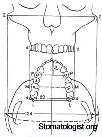 Изучение взаимосвязи размеров и формы лицевого отдела черепа и зубоальвеолярных дуг. 