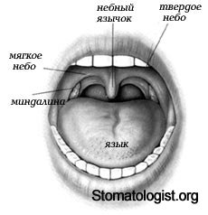 Полость рта - показатель здоровья человека