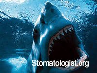 Сходство между зубами человека и зубами акулы